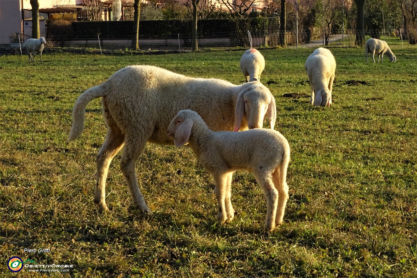 75 Amore di mamma.JPG